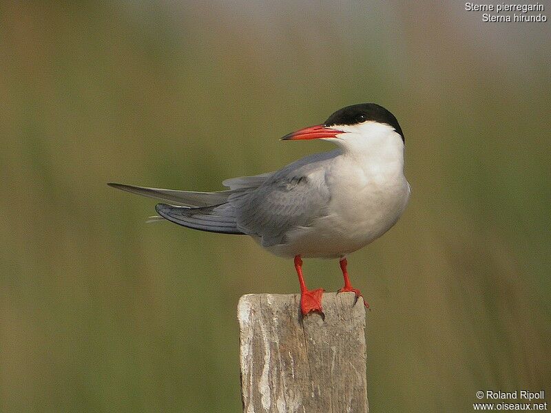 Common Ternadult breeding