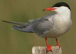 Common Tern