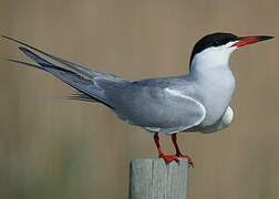 Common Tern