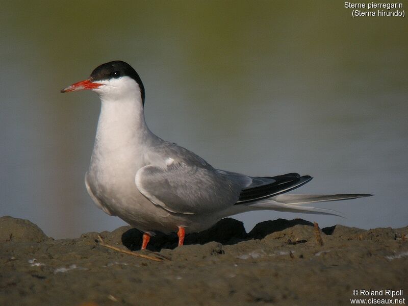 Common Ternadult breeding