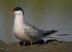 Common Tern