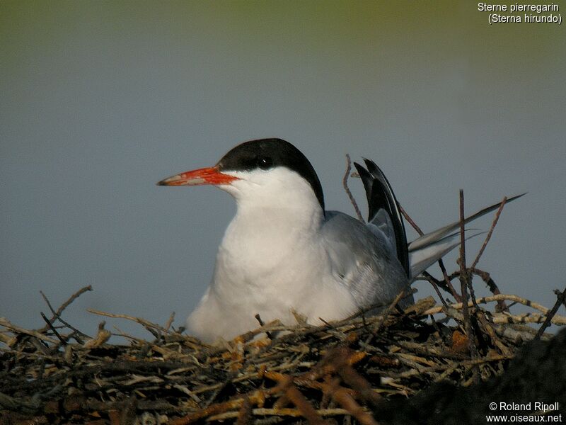 Common Ternadult breeding