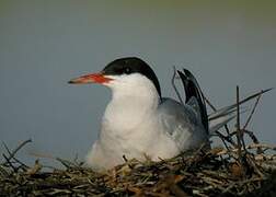 Common Tern