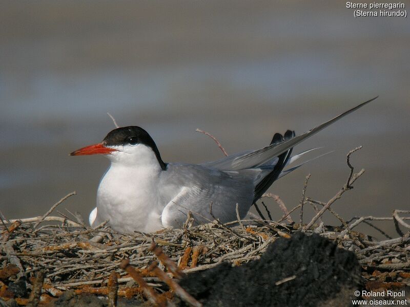 Common Ternadult breeding