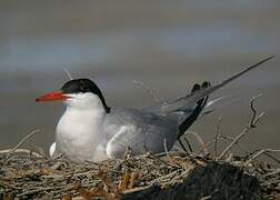 Common Tern