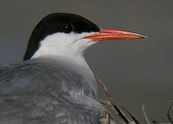 Common Tern