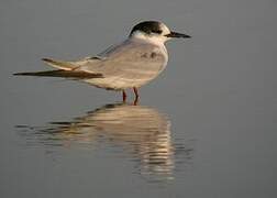 Common Tern