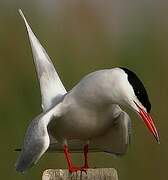 Common Tern