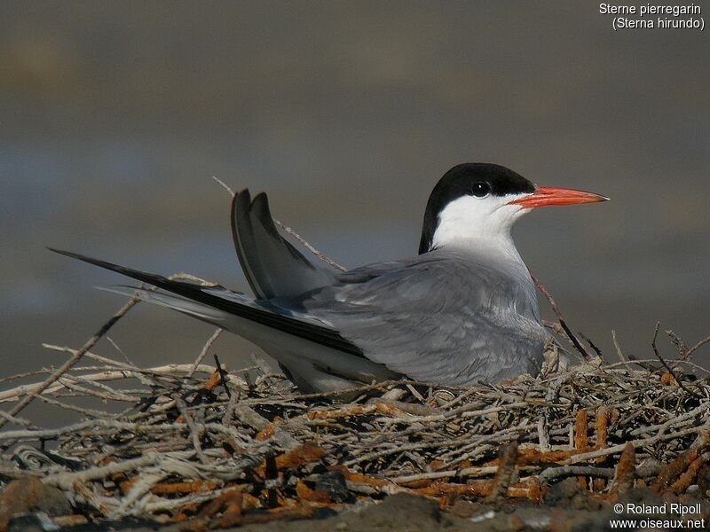 Common Ternadult breeding, Reproduction-nesting