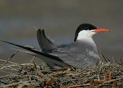 Common Tern