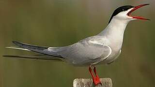 Common Tern