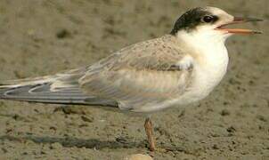 Common Tern