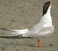 Common Tern