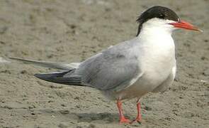 Common Tern