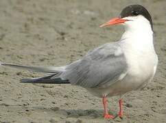 Common Tern