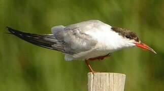 Common Tern