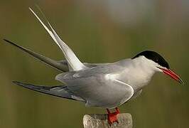 Common Tern