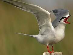 Common Tern