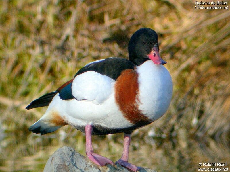 Common Shelduck