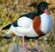 Common Shelduck