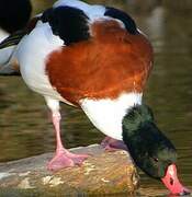 Common Shelduck