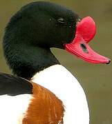 Common Shelduck