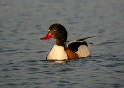 Common Shelduck