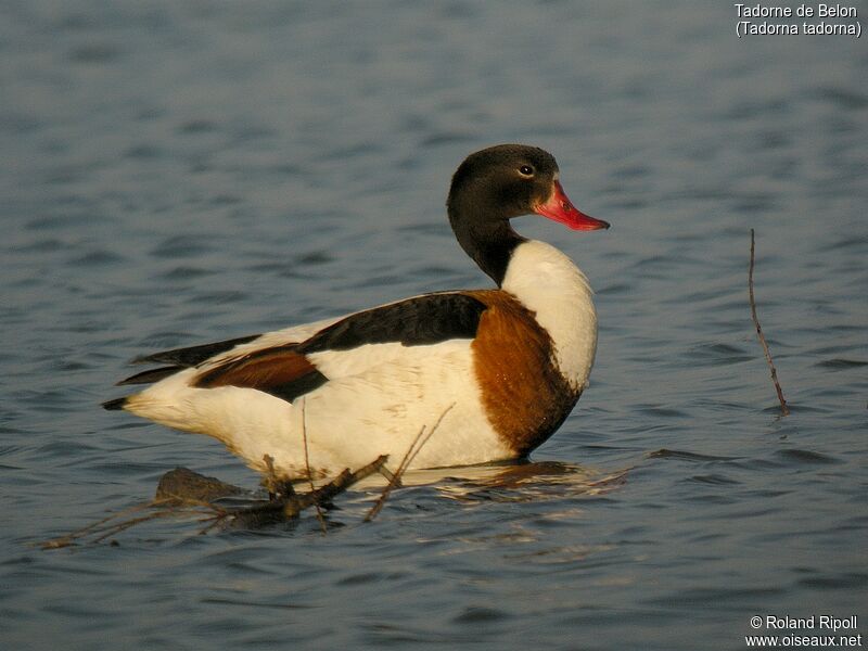 Common Shelduckadult breeding