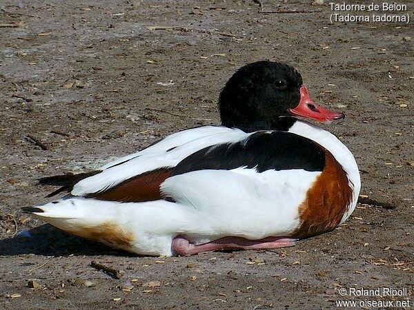 Common Shelduck