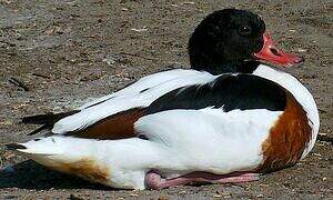 Common Shelduck