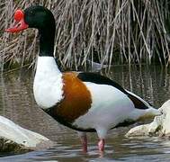 Common Shelduck