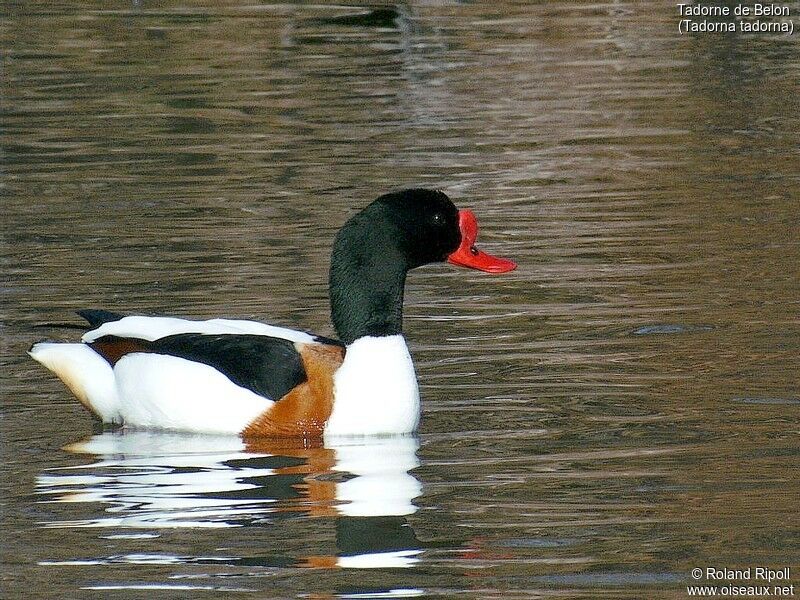 Common Shelduck