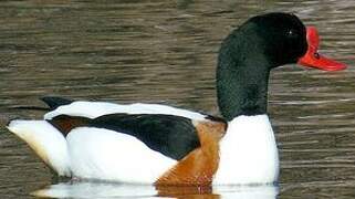 Common Shelduck