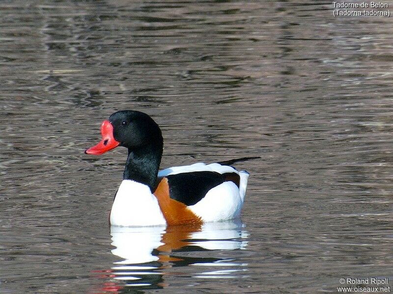 Common Shelduck