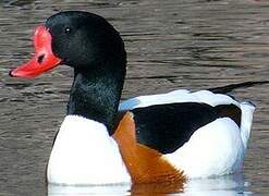 Common Shelduck