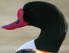 Common Shelduck