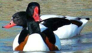 Common Shelduck