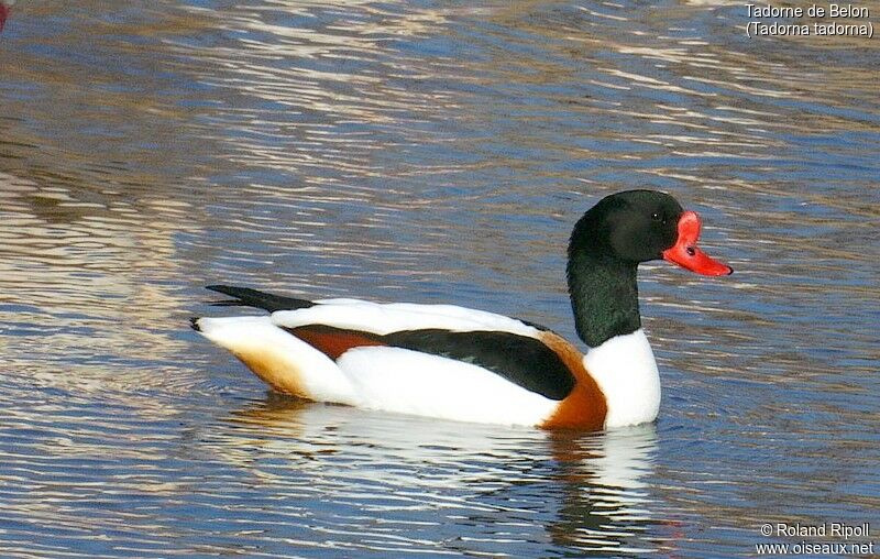 Common Shelduck