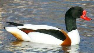 Common Shelduck