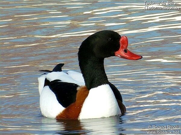 Common Shelduck