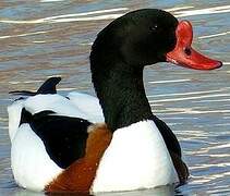 Common Shelduck