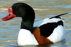 Common Shelduck