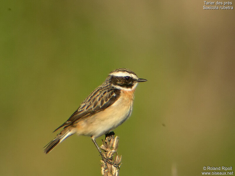 Whinchat male adult breeding