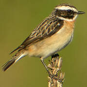 Whinchat