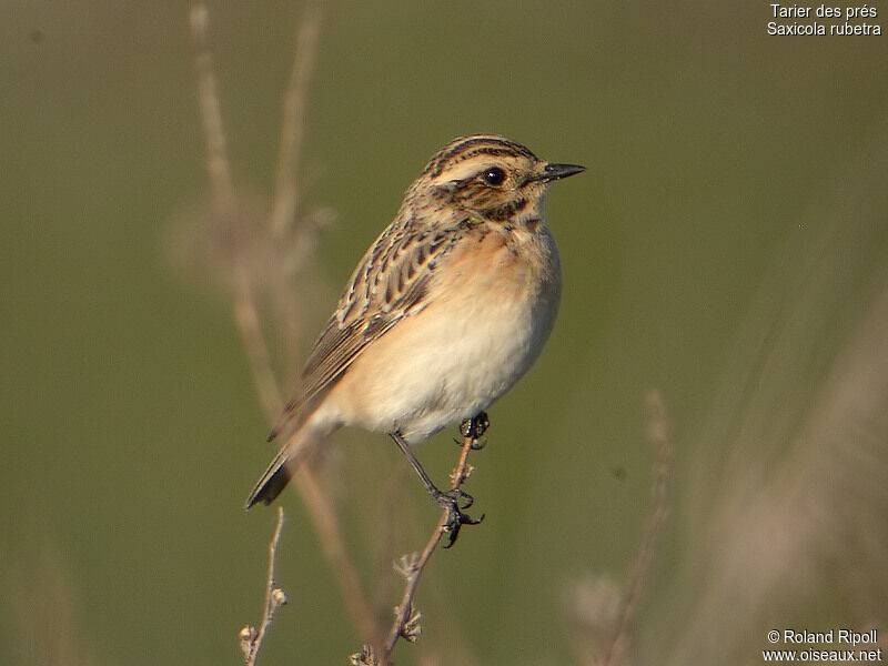 Whinchat female adult breeding