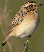 Whinchat