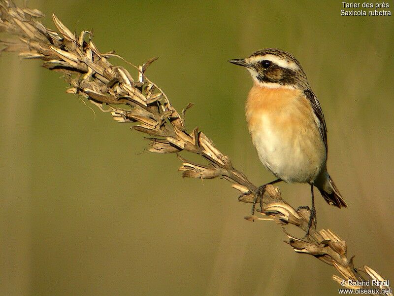 Whinchat male adult breeding, identification