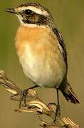 Whinchat