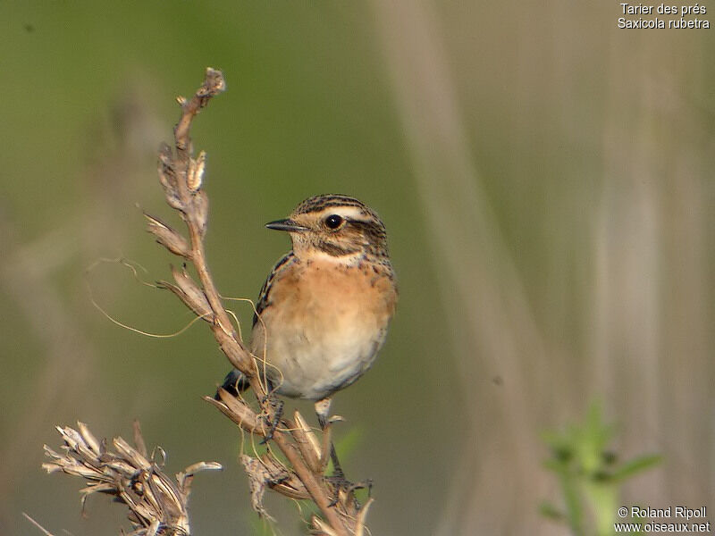 Whinchat female adult breeding