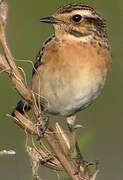 Whinchat